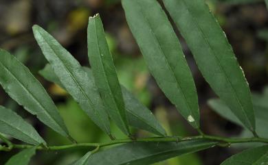 Capparis acutifolia 銳葉山柑