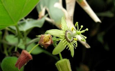 Passiflora suberosa 三角葉西番蓮