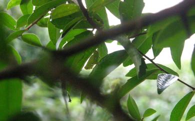 Cupha erymanthis Drury, 1773 黃襟蛺蝶