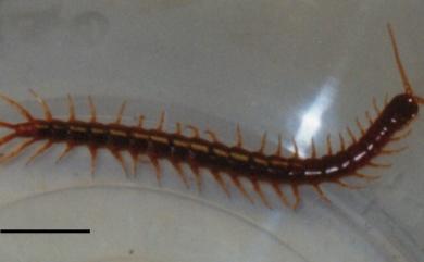Scolopocryptops curtus (Takakuwa, 1939) 短棘盲蜈蚣