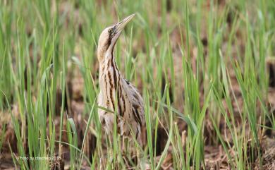 Botaurus stellaris stellaris (Linnaeus, 1758) 大麻鷺