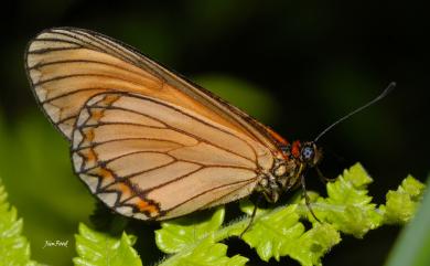 Acraea issoria formosana (Fruhstorfer, 1912) 苧麻珍蝶