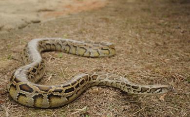 Python bivittatus Kuhl, 1820 緬甸蟒