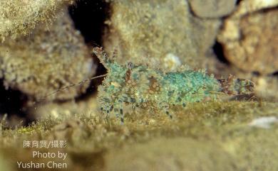 Saron marmoratus (Olivier, 1811) 花斑掃帚蝦