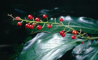 Alpinia intermedia Gagnep. 山月桃