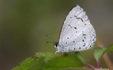 Celatoxia marginata (de Nicéville, 1884) 白紋琉灰蝶