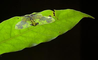 Agathia diversiformis Warren, 1894 短尾豔青尺蛾