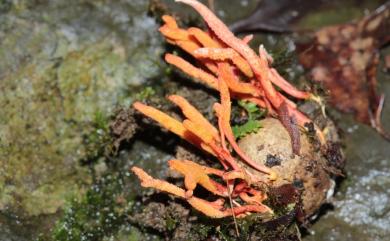 Cordyceps ninchukispora (C.H. Su & H.H. Wang) G.H. Sung, J.M. Sung, Hywel-Jones & Spatafora 2007 雙節棍孢植生蟲草