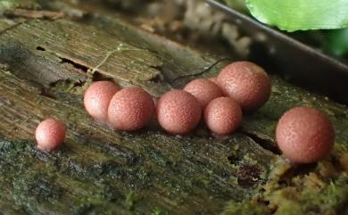 Lycogala exiguum 小粉瘤黏菌