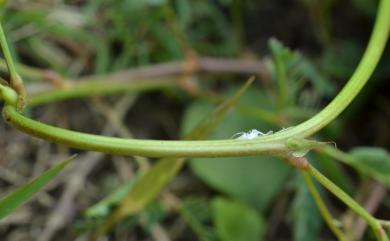 Neptunia gracilis Benth. 細枝水合歡