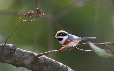 Aegithalos concinnus concinnus (Gould, 1855) 紅頭山雀