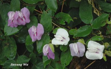 Centrosema plumieri 白花山珠豆