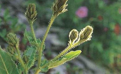 Picris hieracioides subsp. ohwiana 高山毛蓮菜