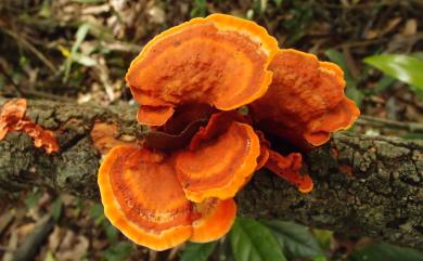 Pycnoporus sanguineus 血紅密孔菌