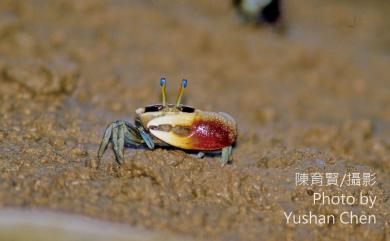 Tubuca coarctata (H. Milne Edwards, 1852) 窄管招潮蟹