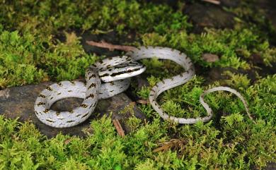 Gonyosoma frenatus (Gray, 1853) 灰腹綠錦蛇