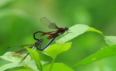 Euphaea formosa Hagen, 1869 短腹幽蟌