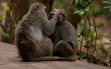 Macaca cyclopis Swinhoe, 1863 臺灣獼猴