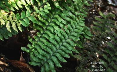 Hymenasplenium murakami-hatanakae Nakaike 單邊膜葉鐵角蕨