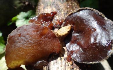 Auricularia polytricha (Mont.) Sacc. 毛木耳