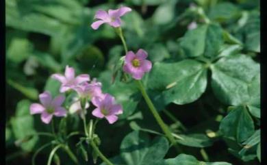 Oxalis corymbosa 紫花酢漿草