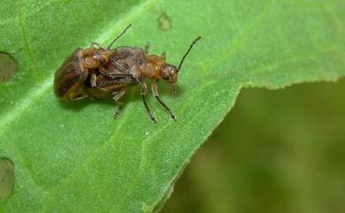 Galerucella grisescens (Joannis, 1866) 蓼絨螢金花蟲