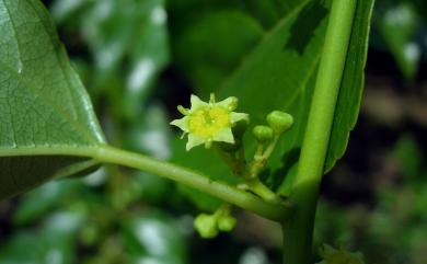 Colubrina asiatica 亞洲濱棗