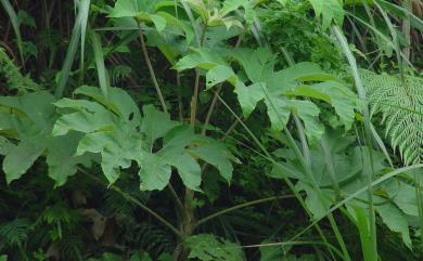 Tetrapanax papyriferus 通脫木