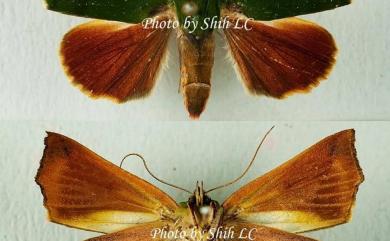 Clethrophora distincta Leech, 1889 紅衣瘤蛾