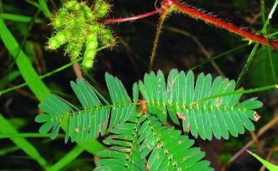 Mimosa pudica L. 含羞草