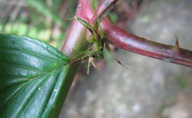 Rubus alnifoliolatus 榿葉懸鉤子