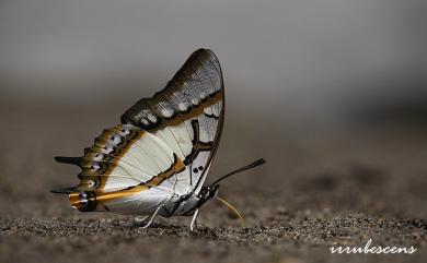 Charaxes eudamippus formosanus (Rothschild & Jordan, 1899) 雙尾螯蛺蝶