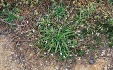 Murdannia loriformis (Hassk.) R.S. Rao & Kammathy 牛軛草