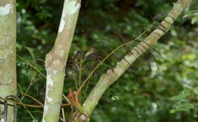 Lomariopsis boninensis Nakai 羅蔓藤蕨