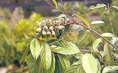 Lithocarpus glaber (Thunb.) Nakai 子彈石櫟