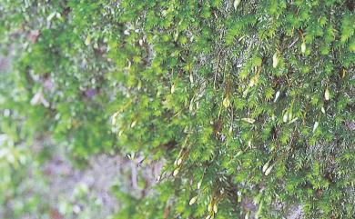 Sematophyllum subpinnatum (Brid.) E.Britton 粗錦苔