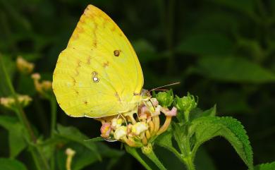 Catopsilia pomona pomona (Fabricius, 1775) 遷粉蝶