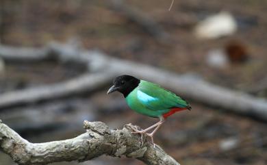 Pitta sordida sordida 綠胸八色鳥