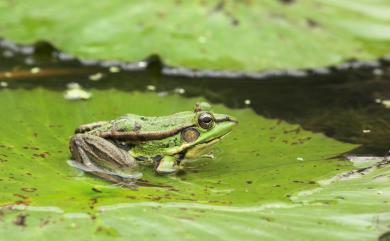 Pelophylax fukienensis (Pope, 1929) 金線蛙