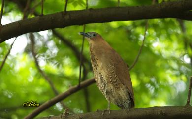 Gorsachius melanolophus (Raffles, 1822) 黑冠麻鷺