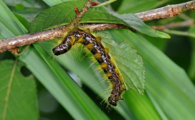 Phalera flavescens flavescens (Bremer & Grey, 1853)