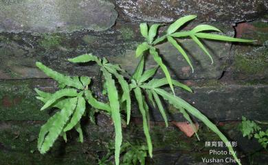 Pteris multifida Poir. 鳳尾蕨