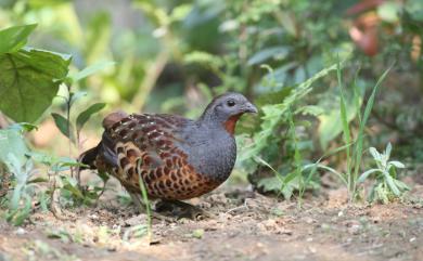 Bambusicola sonorivox Gould, 1863 台灣竹雞