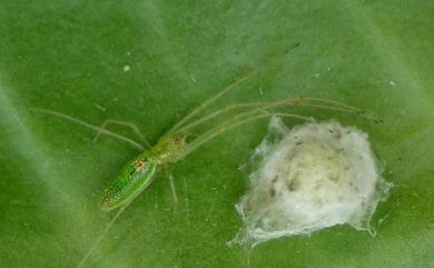 Tetragnatha squamata Karsch, 1879 綠鱗長腳蛛