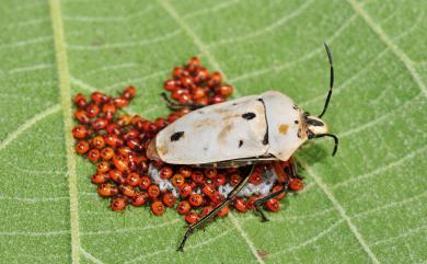 Cantao ocellatus (Thunberg, 1784) 角盾蝽