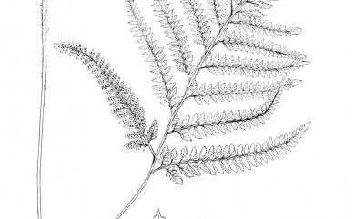 Arachniodes aristata (G.Forst.) Tindale 細葉複葉耳蕨