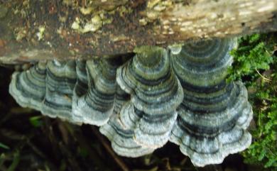 Trametes versicolor (L.) Lloyd 雲芝