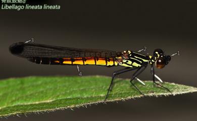 Libellago lineata lineata (Burmester, 1893) 脊紋鼓蟌