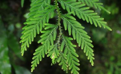 Selaginella delicatula 全緣卷柏