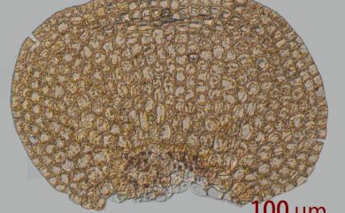 Trocholejeunea sandvicensis (Gottsche) Mizut. 南亞瓦鱗蘚